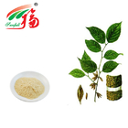 Natural Eucommia Ulmoides Leaf Extract Chlorogenic Acid For Enhancing Immunity
