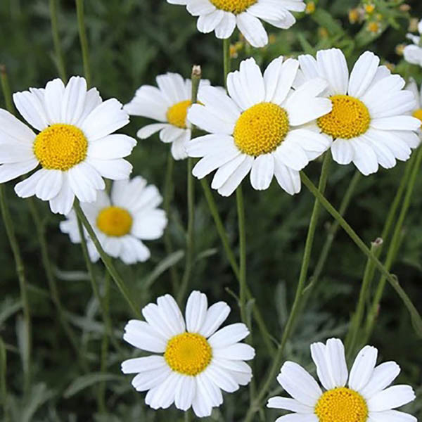 Pesticida natural Extracto de piretro para controlo de pragas na agricultura Líquido oleoso transparente amarelo claro