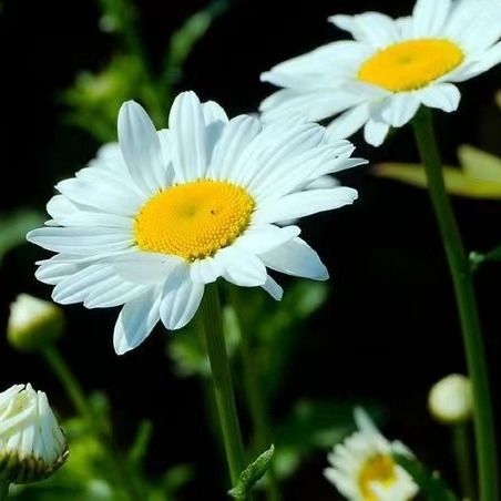 Extracto de piretro 25% 50% 70% Piretrinas Pesticida natural para o controlo ecológico de pragas