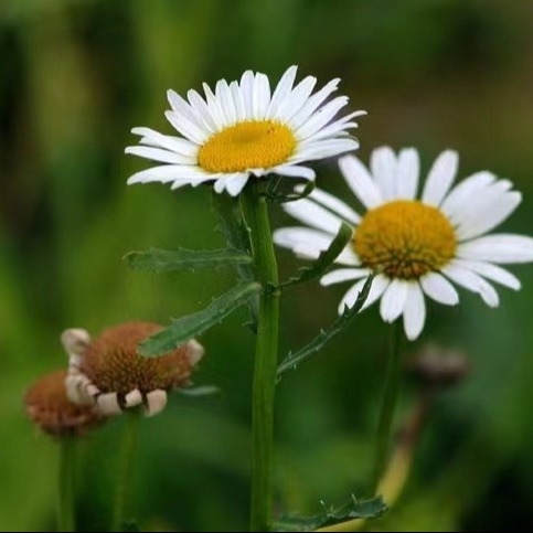Extracto de piretro 25% 50% 70% Piretrinas Pesticida natural para o controlo ecológico de pragas