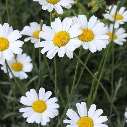 Extracto de piretro 25% 50% 70% Piretrinas Pesticida natural para o controlo ecológico de pragas