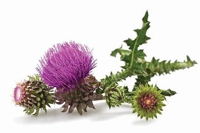 Extracto de planta herbácea de cardo de leite 80% de silimarina Guardião da natureza para a saúde e desintoxicação do fígado