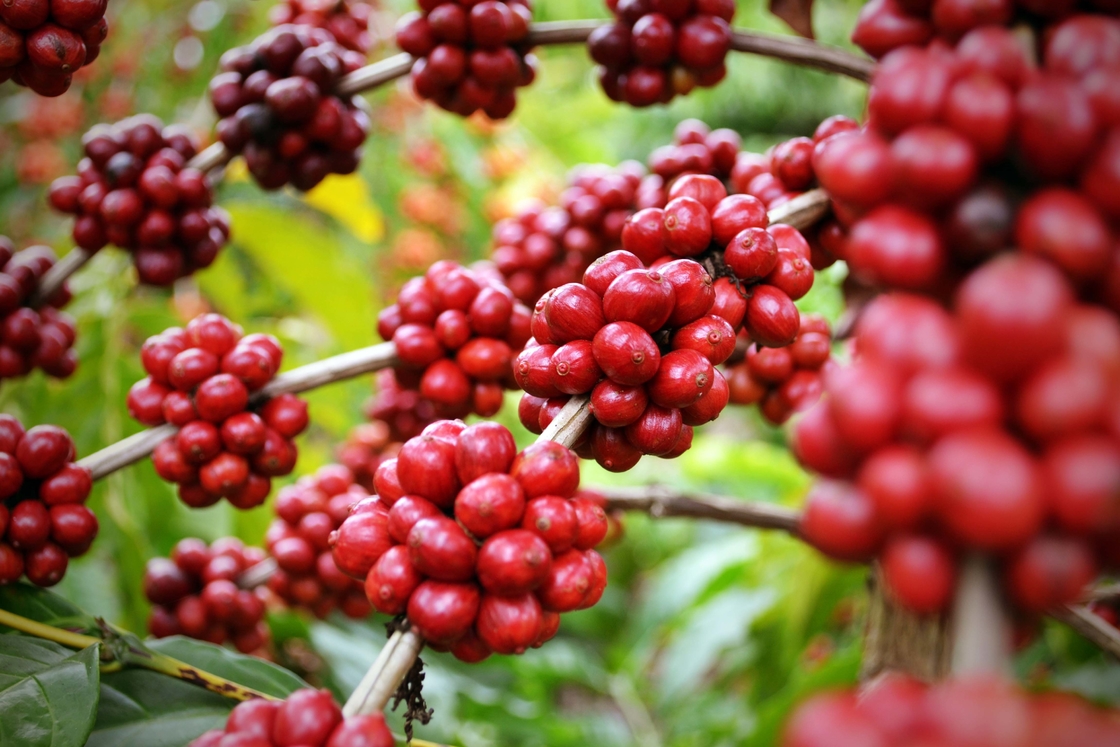 Melhore o seu bem-estar com o extrato de ervas naturais SA-Herbal Schisandra Berry Extract 10:1