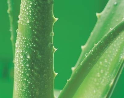 201 Extracto de Aloe Vera Gel de Aloe Vera em pó congelado seco para cosméticos