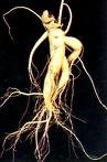 Especificação do produto do extrato de ginseng 10~30% Ginsenosides por UV 15% 20% Ginsenosides por HPLC 80% Ginsenosides por UV ((Stam & Leaves) Ginseng pó liso Diferentes especificações de ginseng Extratos de ginseng são úteis