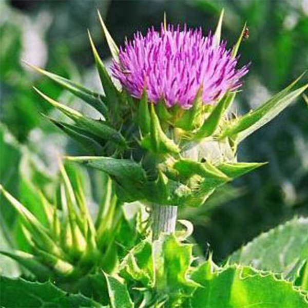 40% de extrato de cardo de leite de silimarina: ingrediente confiável e de alto rendimento para soluções premium de cuidados hepáticos