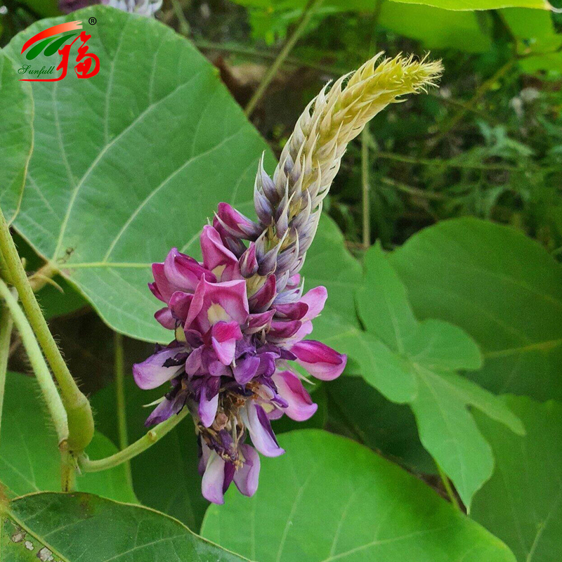 Extrato de Raiz de Kudzu Natural da Fábrica da China Puerarina Com 25% 60% 98% Para Opção