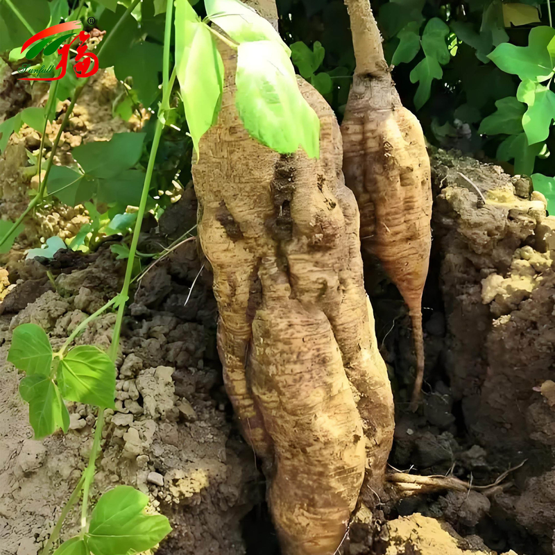 Extrato de Raiz de Kudzu Natural da Fábrica da China Puerarina Com 25% 60% 98% Para Opção
