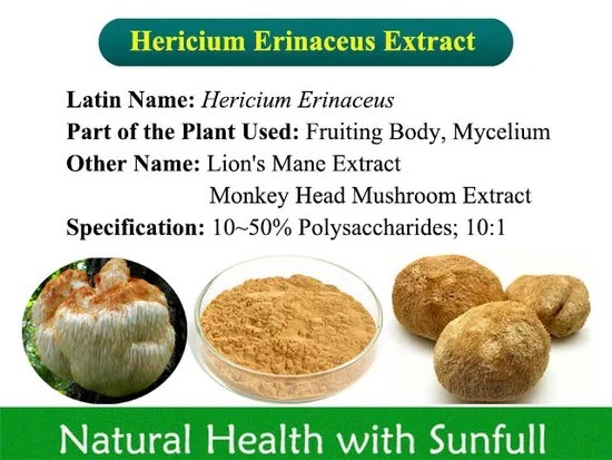 Hericium Erinaceus Extract 50% Polissacarídeos para produtos de saúde e cura de doenças gástricas em pó amarelo marrom fino