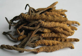 Extrato em Pó de Cordyceps Sinensis com 10% de Polissacarídeos para Alimentos Funcionais Anti-Asmáticos em Pó Fino Marrom Amarelado