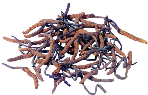 Extrato de Cordyceps Sinensis em pó fino marrom amarelado, grau alimentício, para produtos de saúde