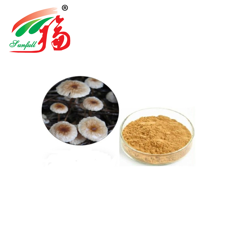 Pó de extrato de Marasmius Androsaceus de alta qualidade com 80 malhas, duração de 2 anos e capacidade de produção de 20 t/ano