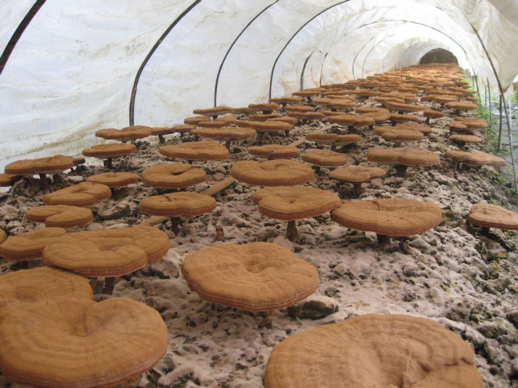 Extracto de cogumelo Reishi 50% de polissacarídeos do corpo frutífero para alimentos funcionais e produtos de saúde