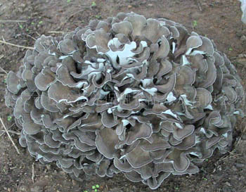 Extrato em Pó de Cogumelo Maitake 10% Polissacarídeos para Alimentos Funcionais e Produtos de Saúde em Pó Fino Marrom Amarelado para Aplicação em Comprimidos e Cápsulas para Melhorar a Imunidade