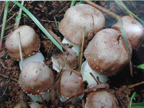Extrato em Pó de Agaricus Blazei com 20% de Polissacarídeos para Alimentos Funcionais e Produtos de Saúde em Pó Fino Marrom Amarelado para Aplicação em Comprimidos e Cápsulas