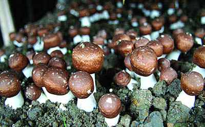 Extrato em Pó de Agaricus Blazei com 20% de Polissacarídeos para Alimentos Funcionais e Produtos de Saúde em Pó Fino Marrom Amarelado para Aplicação em Comprimidos e Cápsulas