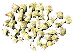 Agaricus Blazei extracto em pó com 30% de polissacarídeos para alimentos funcionais e produtos de cuidados de saúde