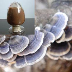 Extrato de Coriolus Versicolor 20% Polissacarídeos, Pó de Cogumelo Turkey Tail para Regular o Açúcar no Sangue e Reduzir o Catarro