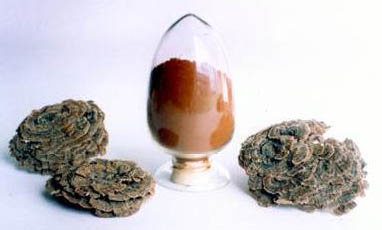 Coriolus Versicolor Extract 30% Polissacarídeos para alimentos funcionais com regulação do açúcar no sangue e redução da mucosidade