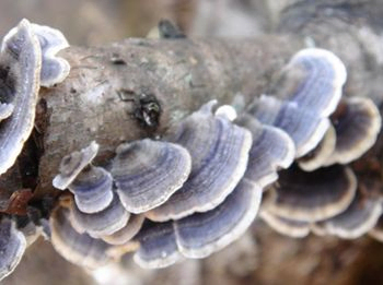 Coriolus Versicolor Extract 10% Polissacarídeos para Alimentos Funcionais para Regulação do Açúcar no Sangue e Redução da Flegma