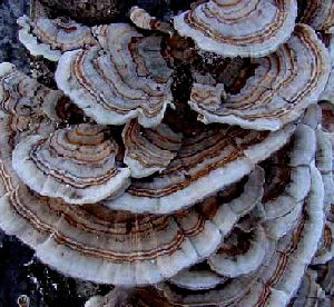 Coriolus Versicolor Extract 50% Polissacarídeos para alimentos funcionais com regulação do açúcar no sangue e redução da mucosa