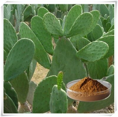 Extrato de Cacto (Caule, Fruta e Pala) - Extrato Vegetal Natural Hidratante e Antioxidante para Cuidados com a Pele, Cosméticos e Produtos Funcionais
