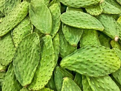 Extrato de Cacto (Caule, Fruta e Pala) - Extrato Vegetal Natural Hidratante e Antioxidante para Cuidados com a Pele, Cosméticos e Produtos Funcionais