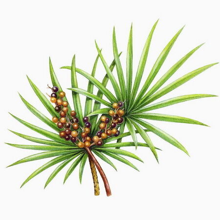 Extracto de Saw Palmetto de Alta Potência 45% Ácidos Gordos (Serenoa Repens) - Concentrado Premium para Saúde da Próstata e Formulações Avançadas