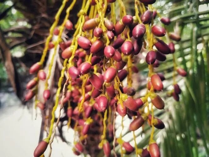 Extracto de Saw Palmetto de Alta Potência 45% Ácidos Gordos (Serenoa Repens) - Concentrado Premium para Saúde da Próstata e Formulações Avançadas