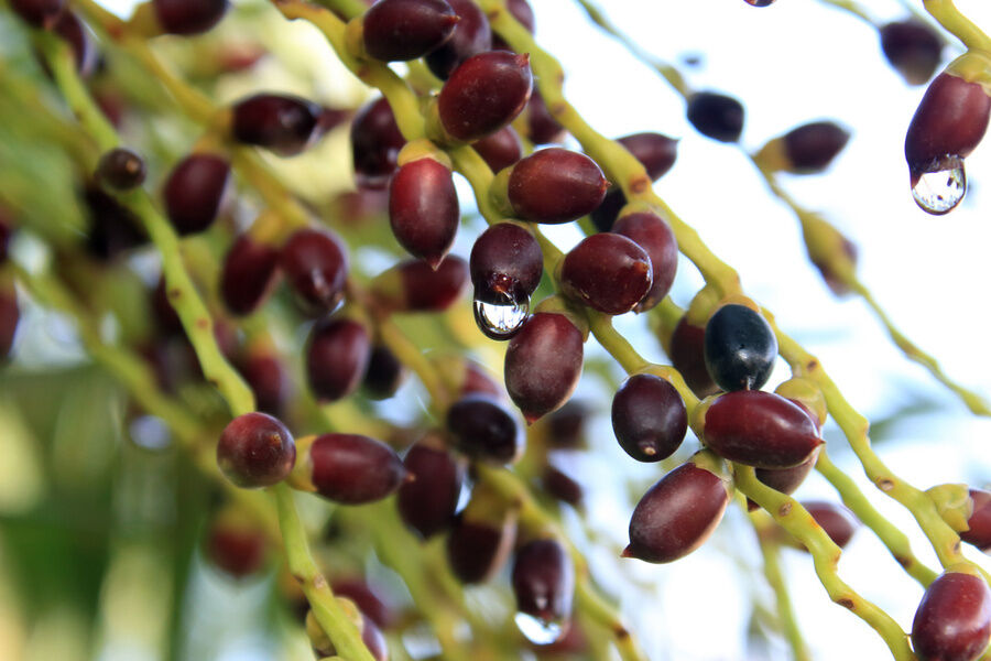 Extracto de Saw Palmetto de Alta Potência 45% Ácidos Gordos (Serenoa Repens) - Concentrado Premium para Saúde da Próstata e Formulações Avançadas