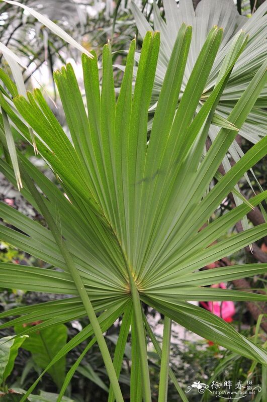 Extracto de Saw Palmetto de Alta Potência 45% Ácidos Gordos (Serenoa Repens) - Concentrado Premium para Saúde da Próstata e Formulações Avançadas