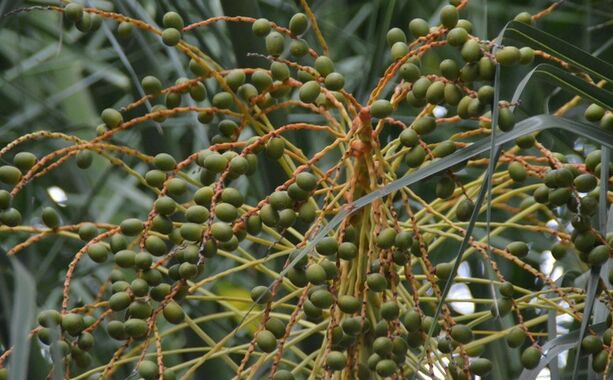Extracto de Saw Palmetto de Alta Potência 45% Ácidos Gordos (Serenoa Repens) - Concentrado Premium para Saúde da Próstata e Formulações Avançadas