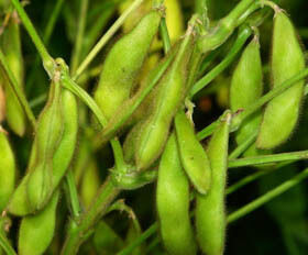 Pó de extrato de isoflavonas de soja – fitoestrogênio natural da soja para aplicações nutracêuticas e em alimentos funcionais