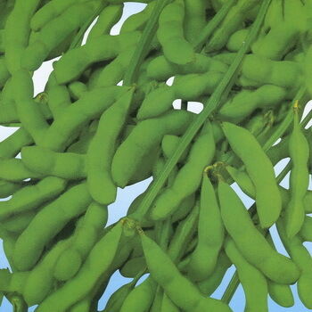 Pó de extrato de isoflavonas de soja – fitoestrogênio natural da soja para aplicações nutracêuticas e em alimentos funcionais