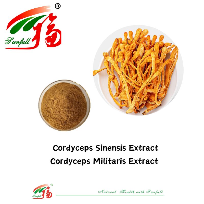 Hunan Sunfull Suplementos alimentares Agaricus Subrufescens/Hericium Erinaceus/Antrodia/Cordyceps Sinensis/Coriolus Versicolor/Extrato de cogumelo em pó