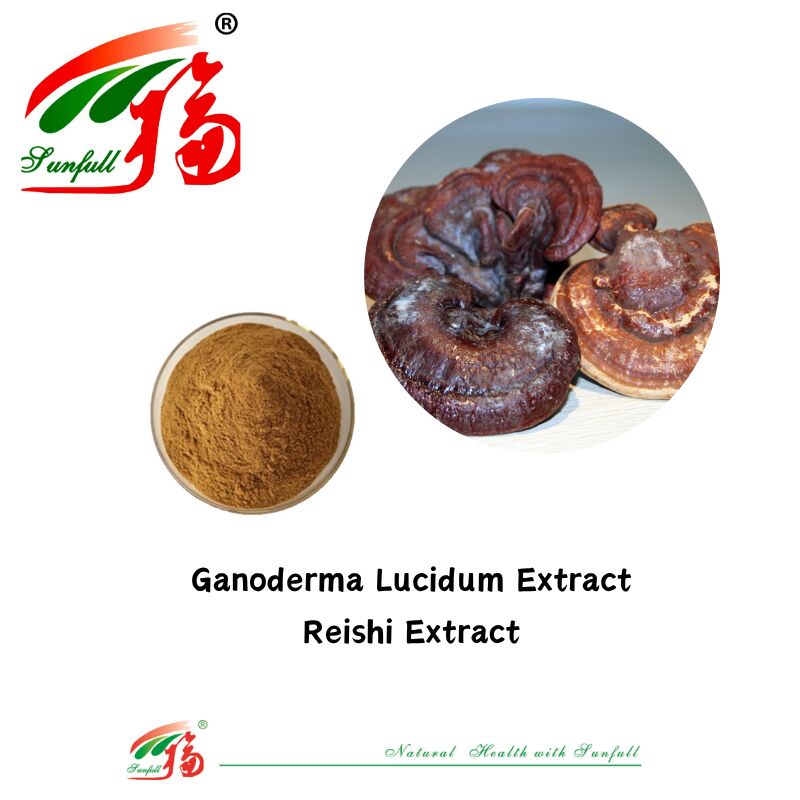Ingrediente orgânico natural Suplementos alimentares Polissacarídeos 10-30% Phellinus Igniarius /Ganoderma Lucidum/Chaga/Maitake / Shiitake Extracto de cogumelo em pó