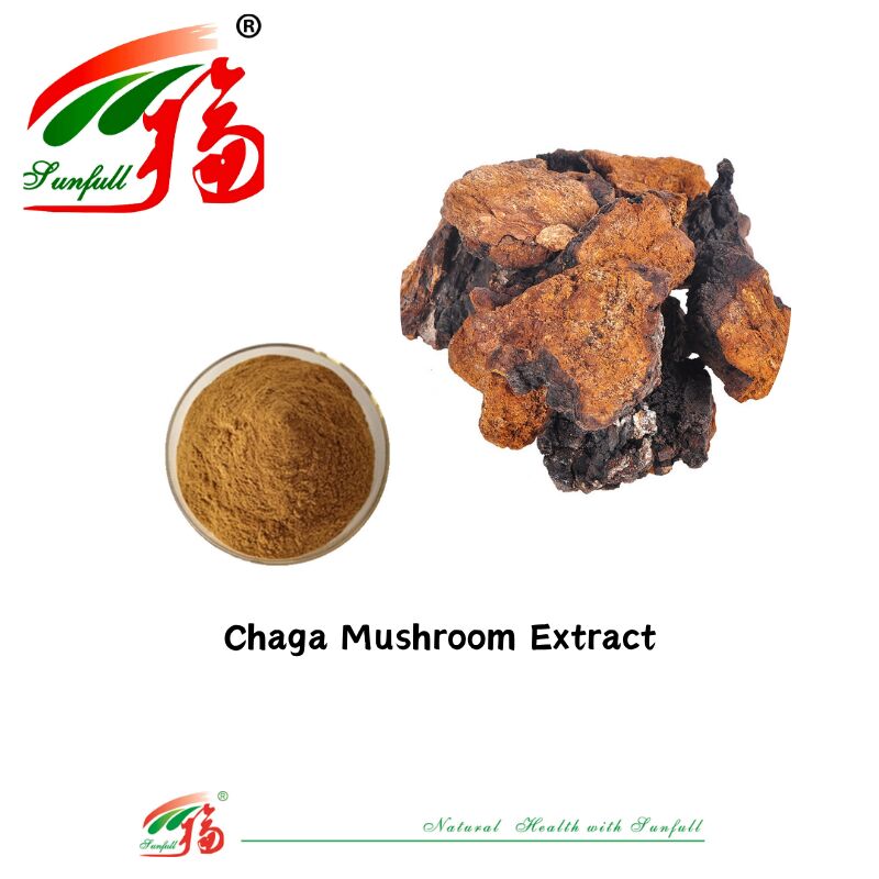Ingrediente orgânico natural Suplementos alimentares Polissacarídeos 10-30% Phellinus Igniarius /Ganoderma Lucidum/Chaga/Maitake / Shiitake Extracto de cogumelo em pó