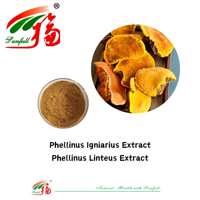 Ingrediente orgânico natural Suplementos alimentares Polissacarídeos 10-30% Phellinus Igniarius /Ganoderma Lucidum/Chaga/Maitake / Shiitake Extracto de cogumelo em pó