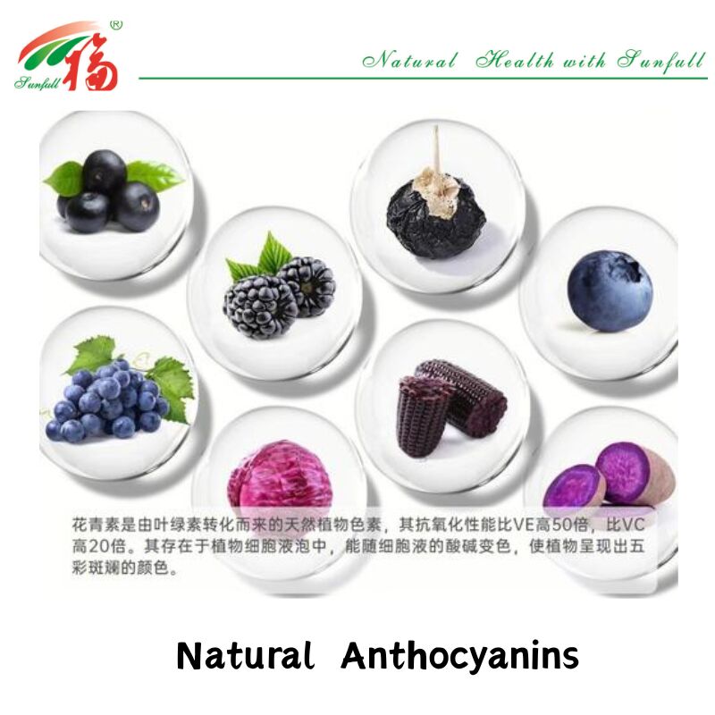 Fábrica Hunan Sunfull Fornecer Antioxidantes Naturais de Alta Qualidade Antocianinas 1%-25% Extracto de Beterraba/Alderberry/Acai Berry/Cebolinha