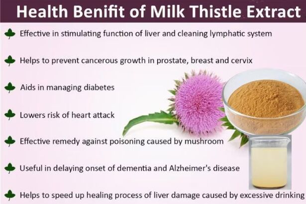 Ervas Silybum Marianum Plant Blessed Thistle Seed Powder 30% Silybins HPLC UV 40%~80% Liposome 40%-80% Silymarin Milk Thistle Extract para a saúde do fígado