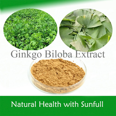 Ginkgo Biloba PE 24% Flavonas Totais 6% Terpenas Lactonas 5 ppm para a Saúde do Coração